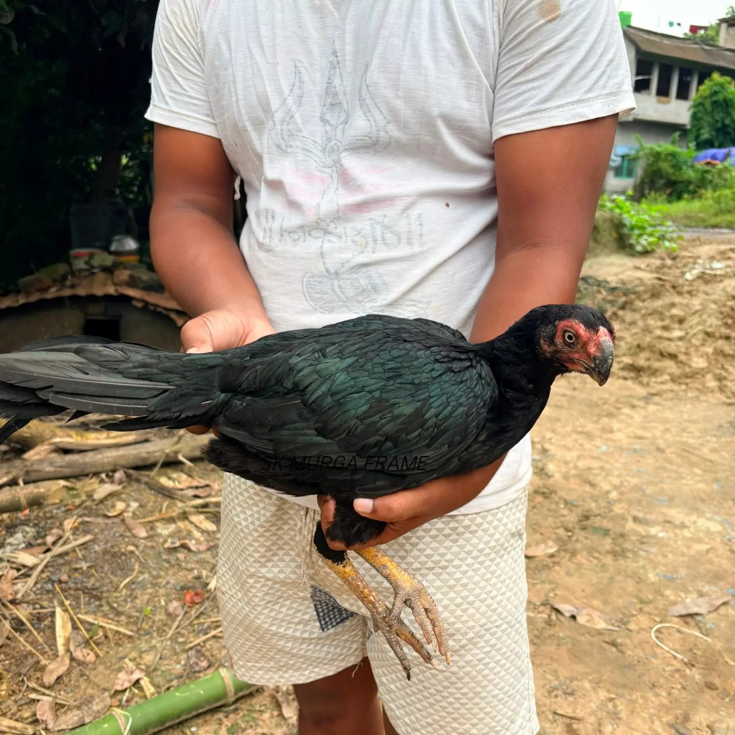 Original parrat beak vargin Female - {Ready condition for egg 🥚}
