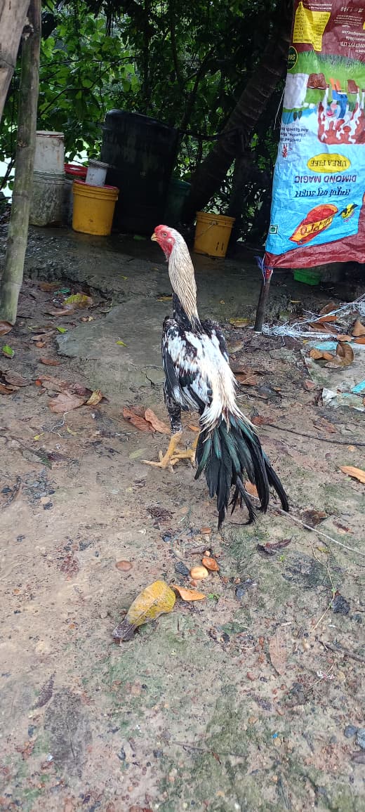 ๐น๐ฏ๐ Top quality Parrot big long tall Male ๐ as 7manth ๐ฆ๐ body weight 3kg ๐๐น๐๏ธโโ๏ธ๐๏ธโโ๏ธ for sale available ๐๐โ๏ธ Rs 5000/-