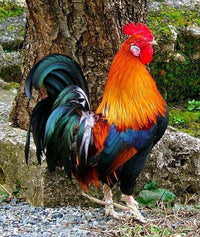 Desi Murgi