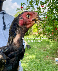Parrot Beak Aseel