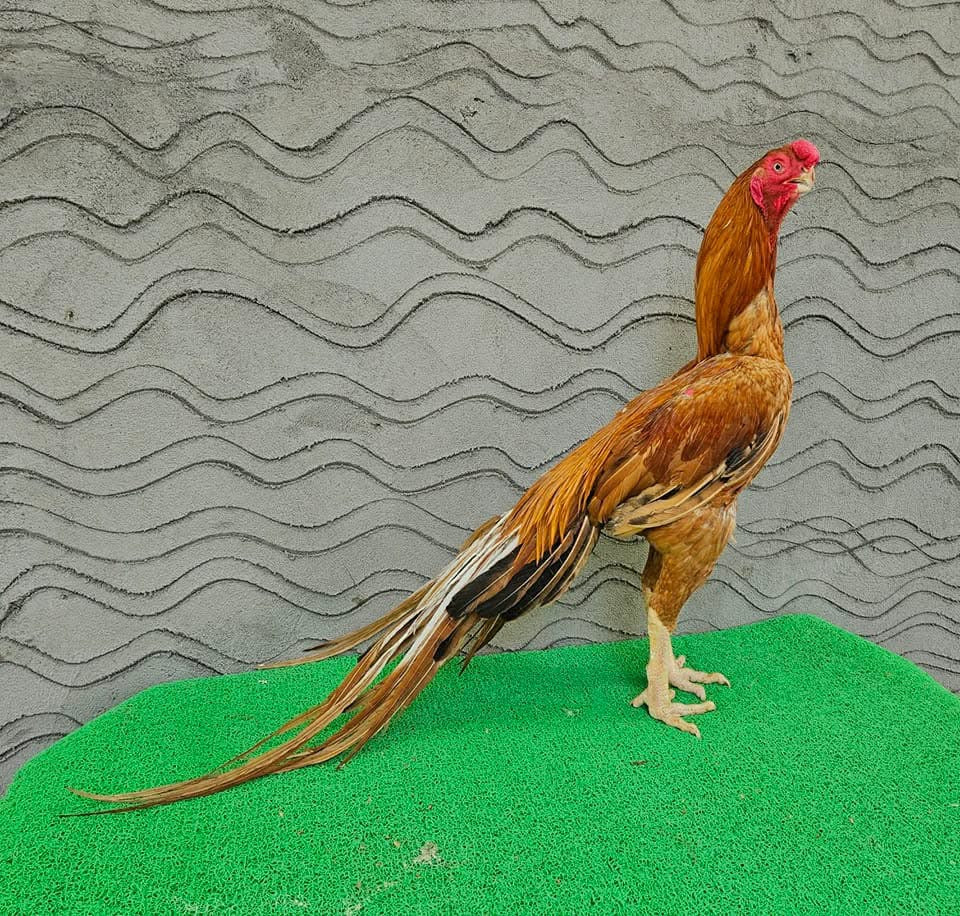Live Birds