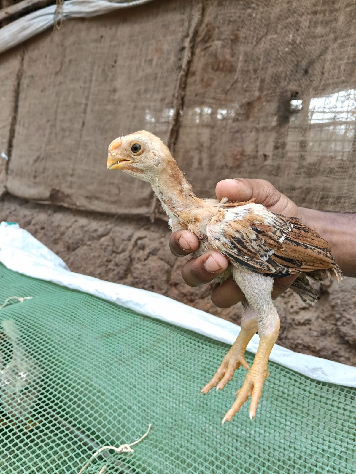 Aseel Chicks 2 Month