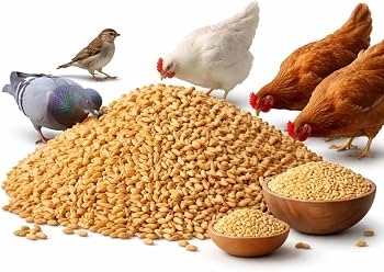 Premium Wheat (গম) – Poultry Feed & Bird Grain