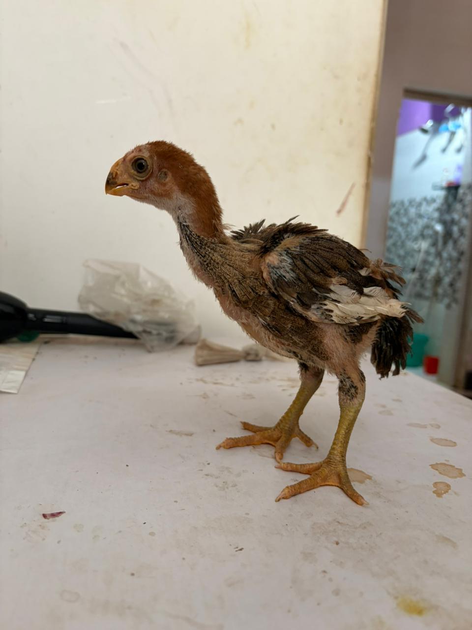 Aseel Chicks 2 Month