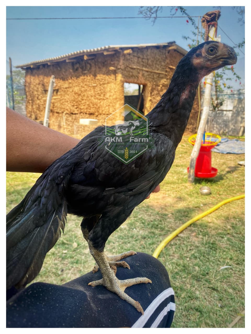 Aseel Chicks 2 Month