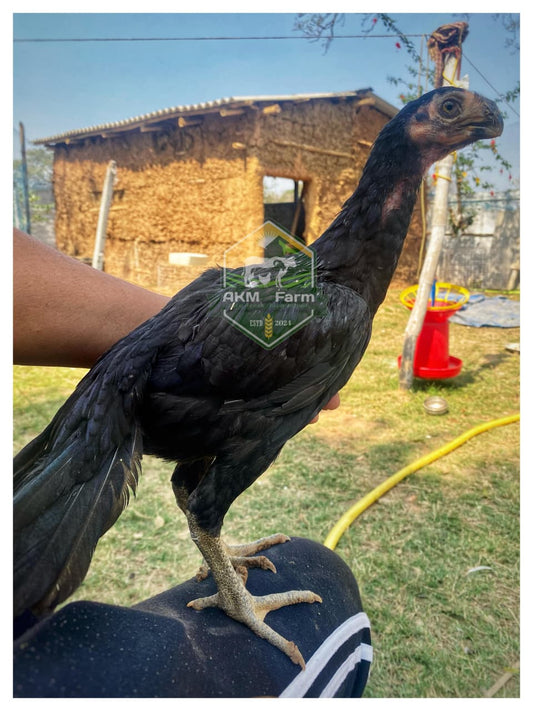 Aseel Chicks 2 Month