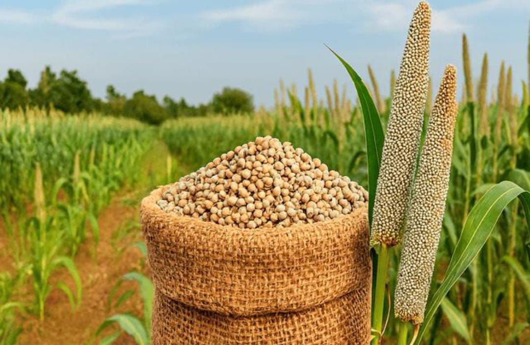 Pure Rajasthan Bajra (Pearl Millet) | Premium Poultry Feed | 1kg & 5kg