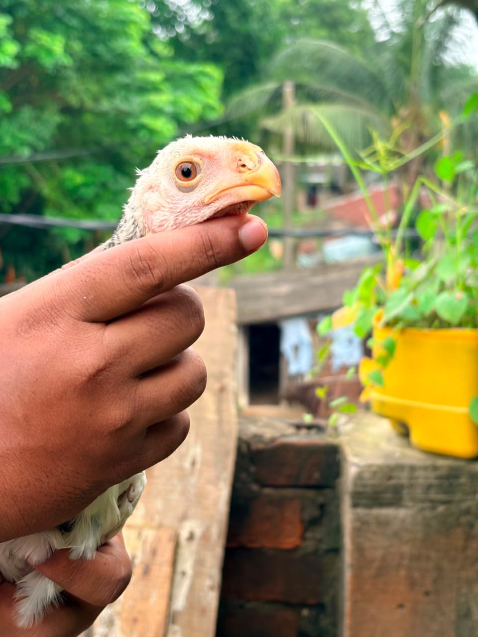 Parrot Beak Male Bachha 2 Pic