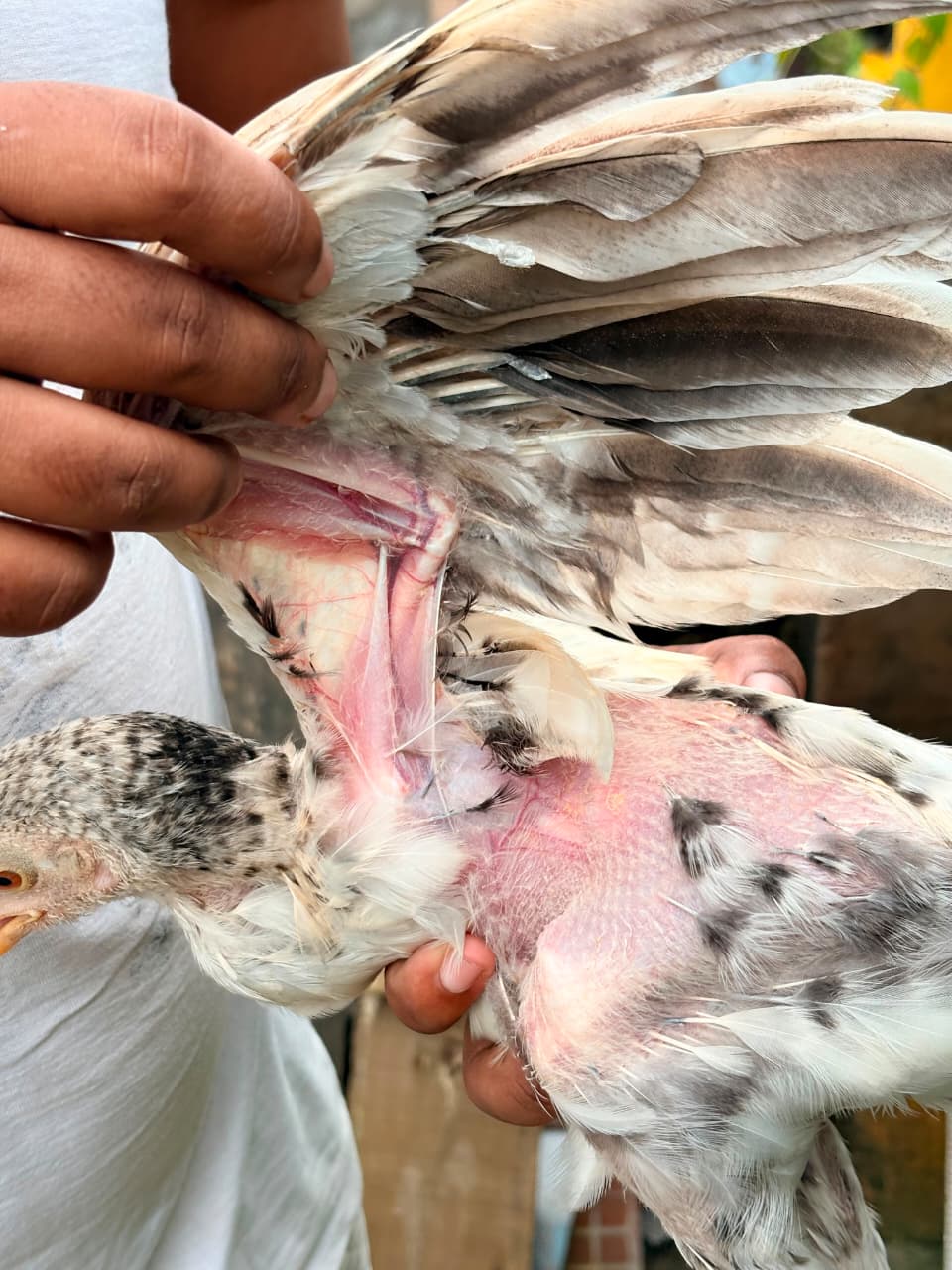 Parrot Beak Male Bachha 2 Pic