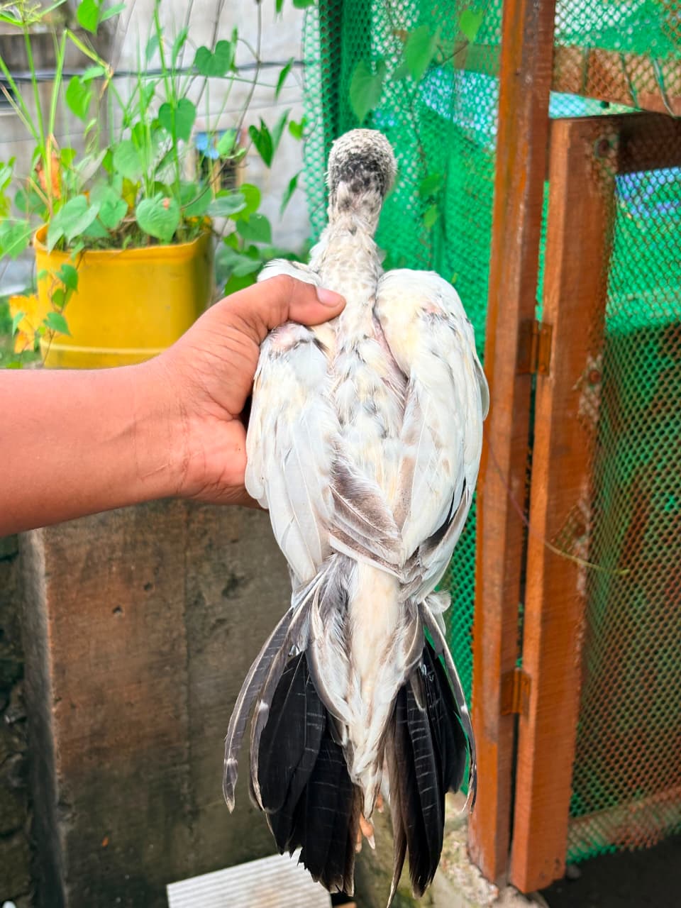 Parrot Beak Male Bachha 2 Pic