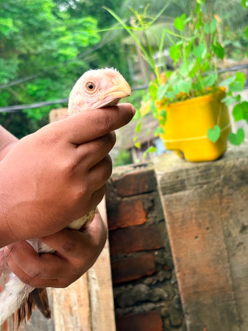 Parrot Beak Male Bachha 2 Pic
