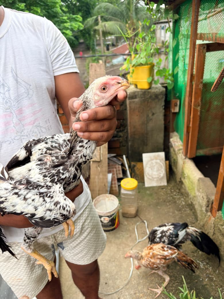 parrat beak 🦜  Male Body weight 1.5kg