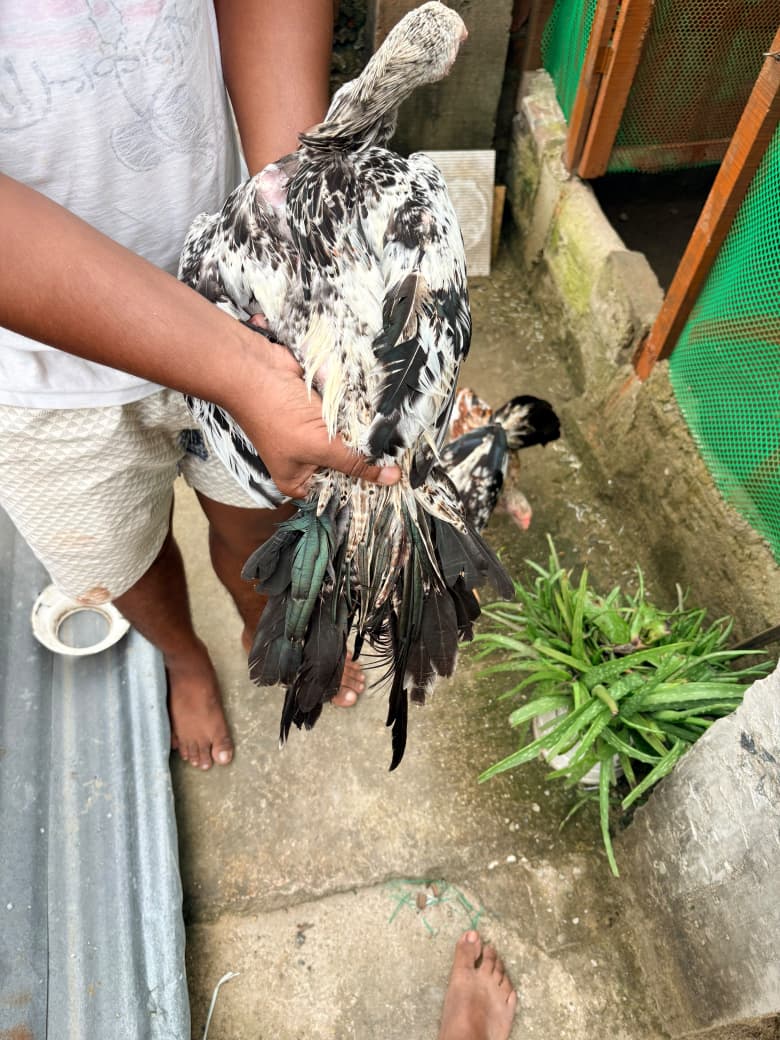 parrat beak 🦜  Male Body weight 1.5kg