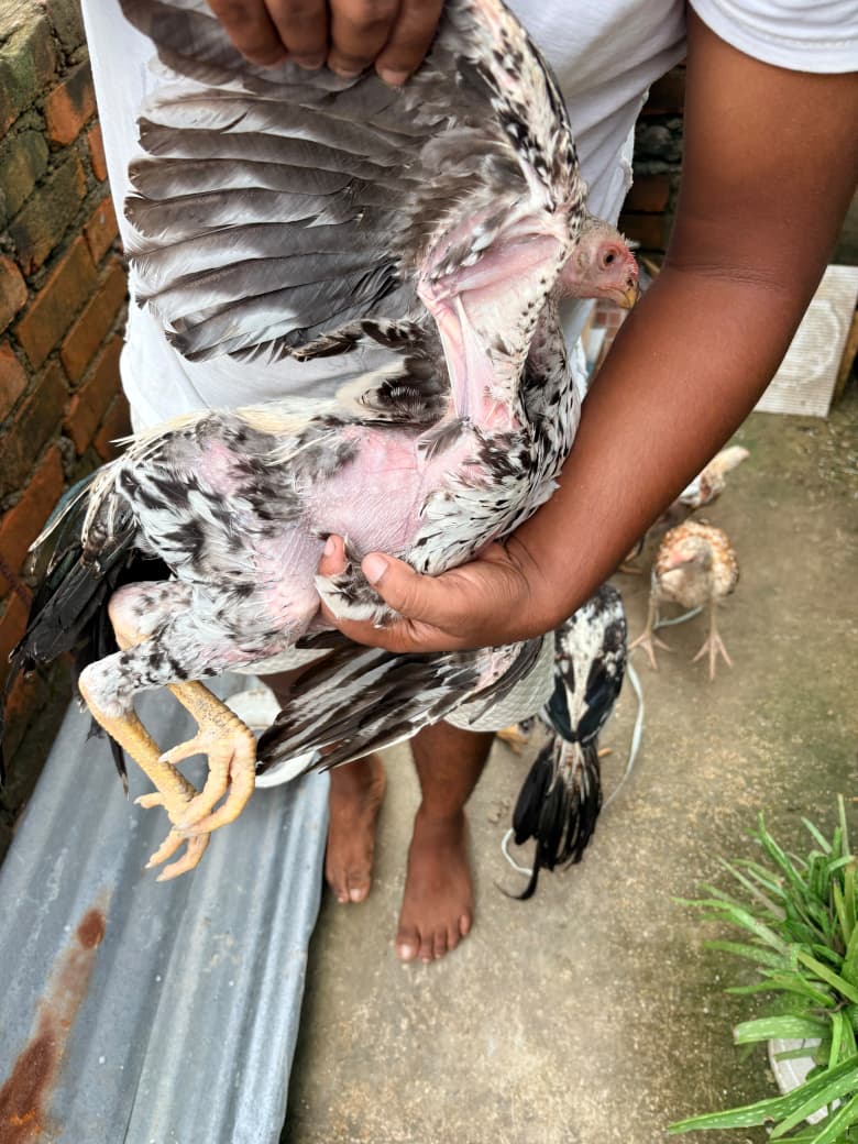 parrat beak 🦜  Male Body weight 1.5kg