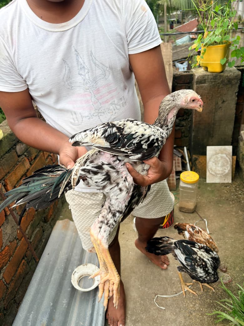 parrat beak 🦜  Male Body weight 1.5kg