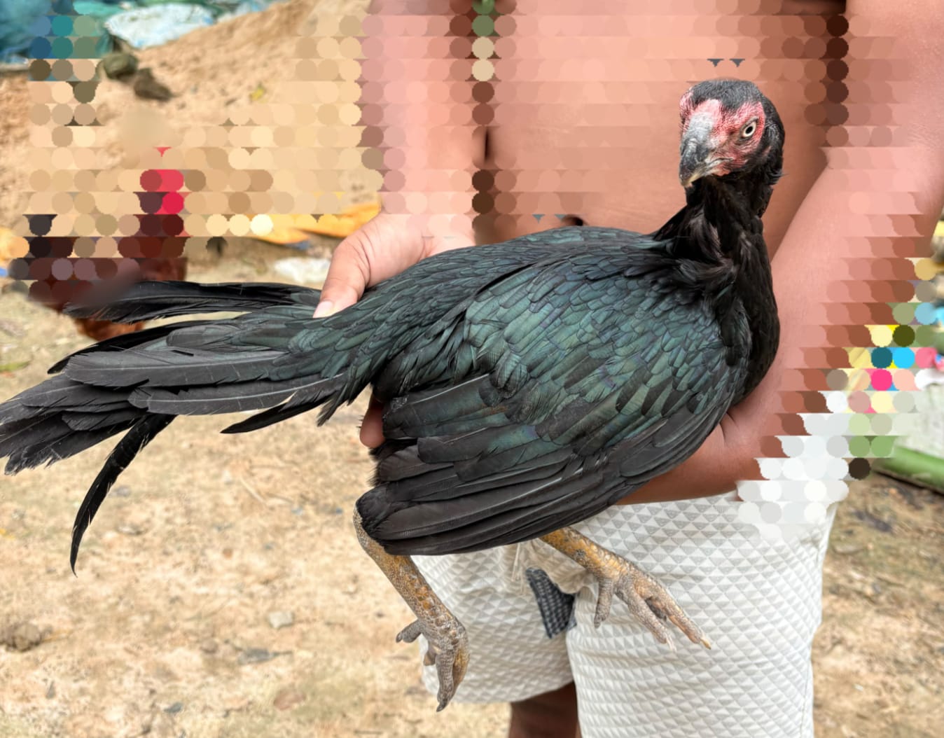 Original parrat beak vargin Female - {Ready condition for egg 🥚}