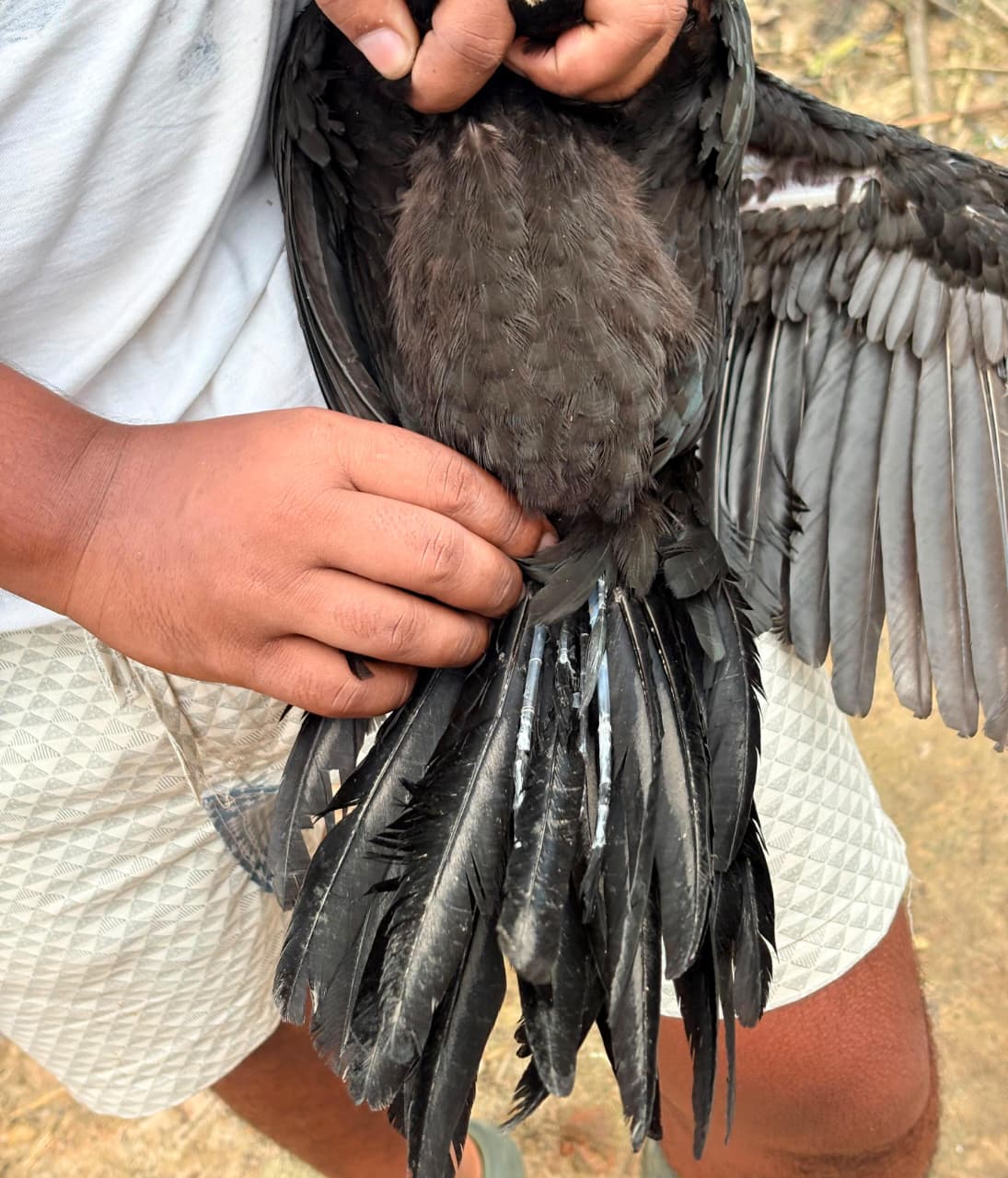 Original parrat beak vargin Female - {Ready condition for egg 🥚}