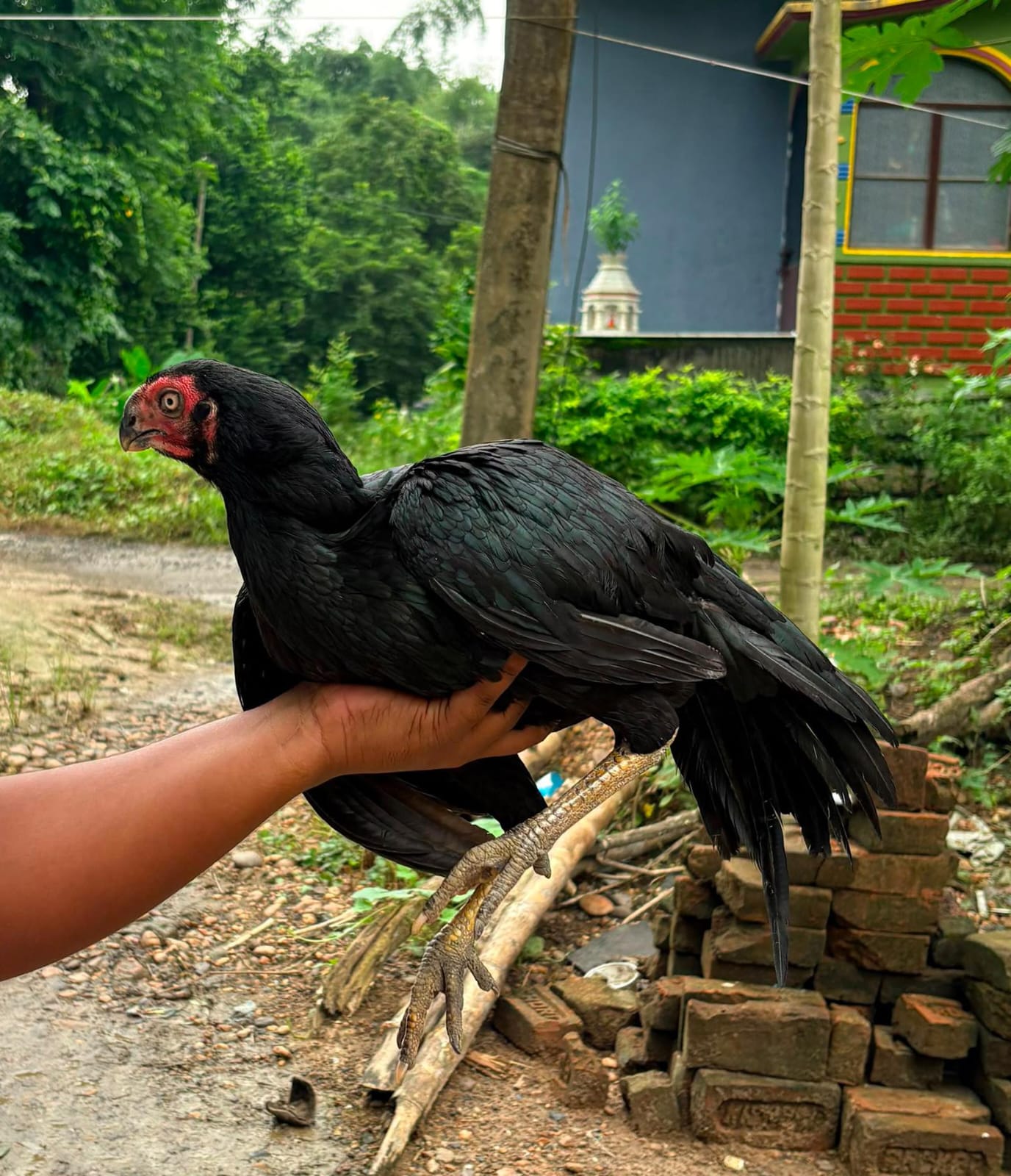 Original parrat beak vargin Female - {Ready condition for egg 🥚}
