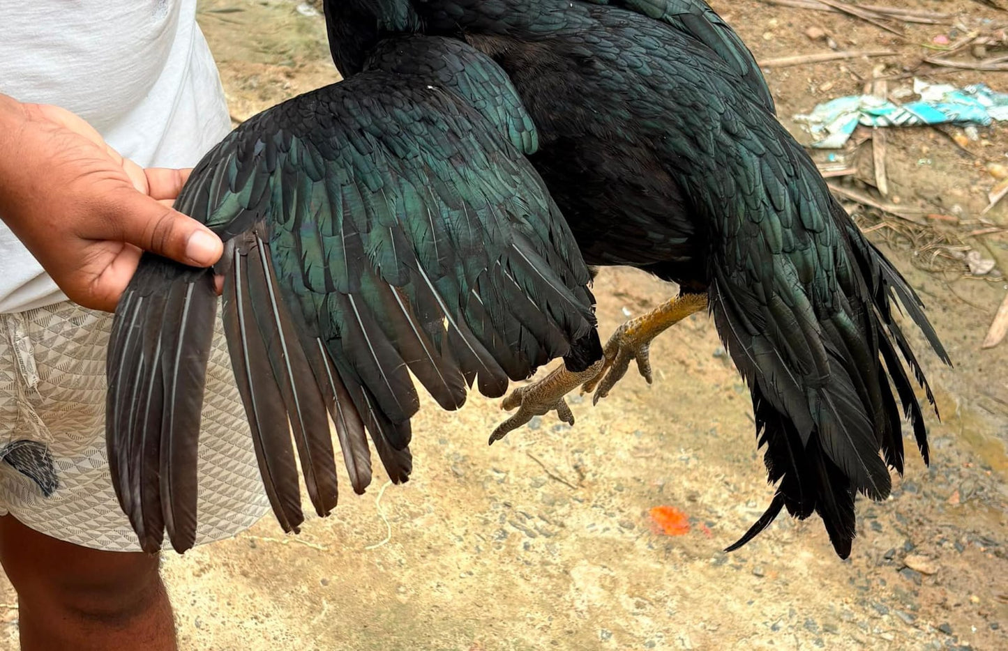 Original parrat beak vargin Female - {Ready condition for egg 🥚}