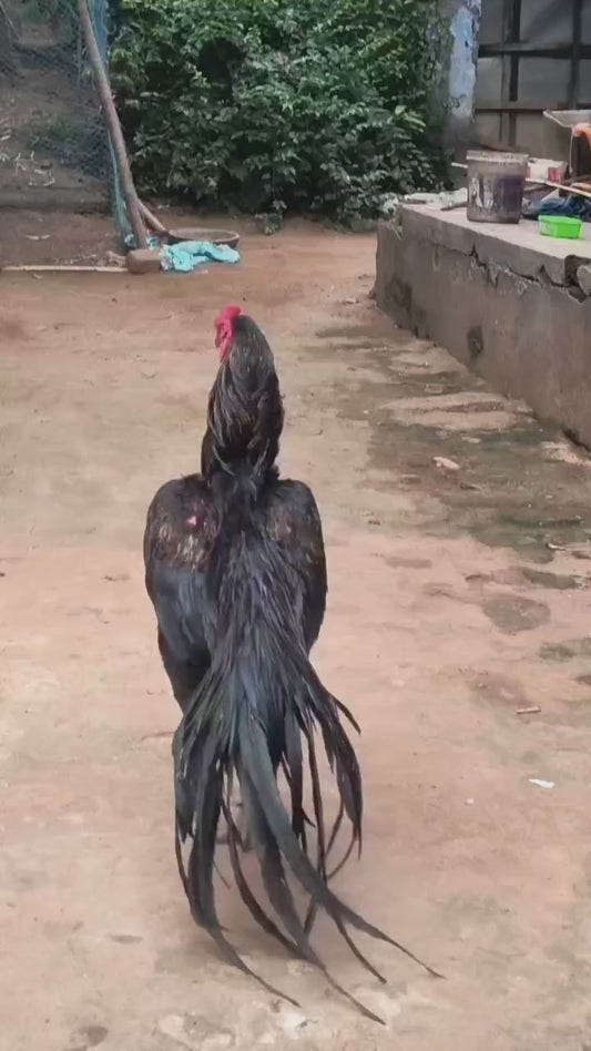 Sort beak temper tail tamil fighter