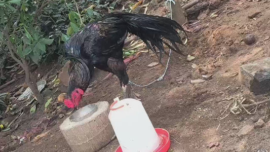 Sort beak temper tail tamil fighter