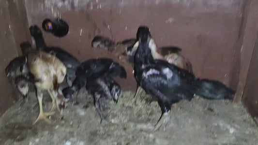 Pure Bhimavaram Chicks- 50 Days