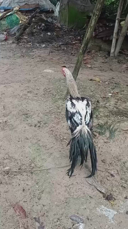 🌹💯👍 Top quality Parrot big long tall Male 👍 as 7manth 🦜👍 body weight 3kg 👍🌹🏋️‍♂️🏋️‍♂️ for sale available 🚍📞☎️ Rs 5000/-