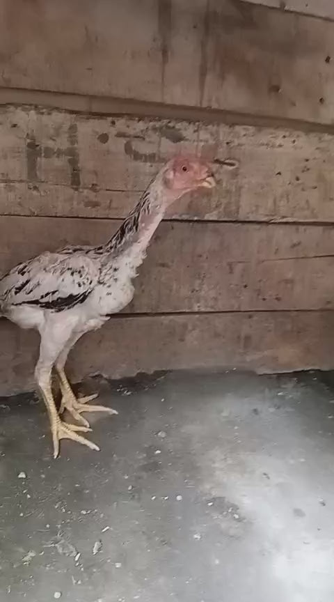 Aseel Cross Virgin Female - 5 Month Age