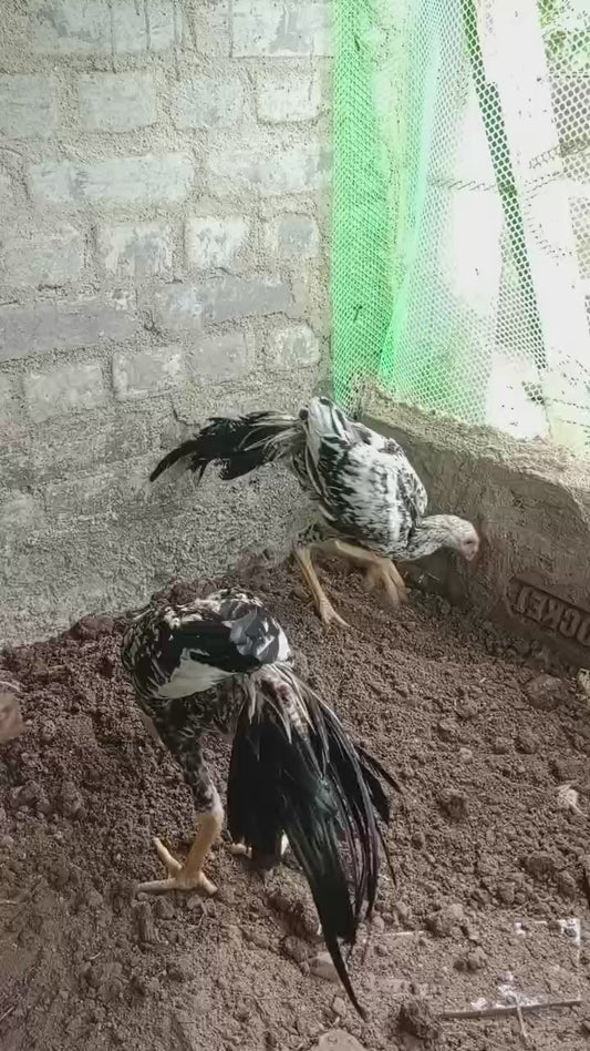 প্যারট বিক আসিল মুরগি - ৪ মাস