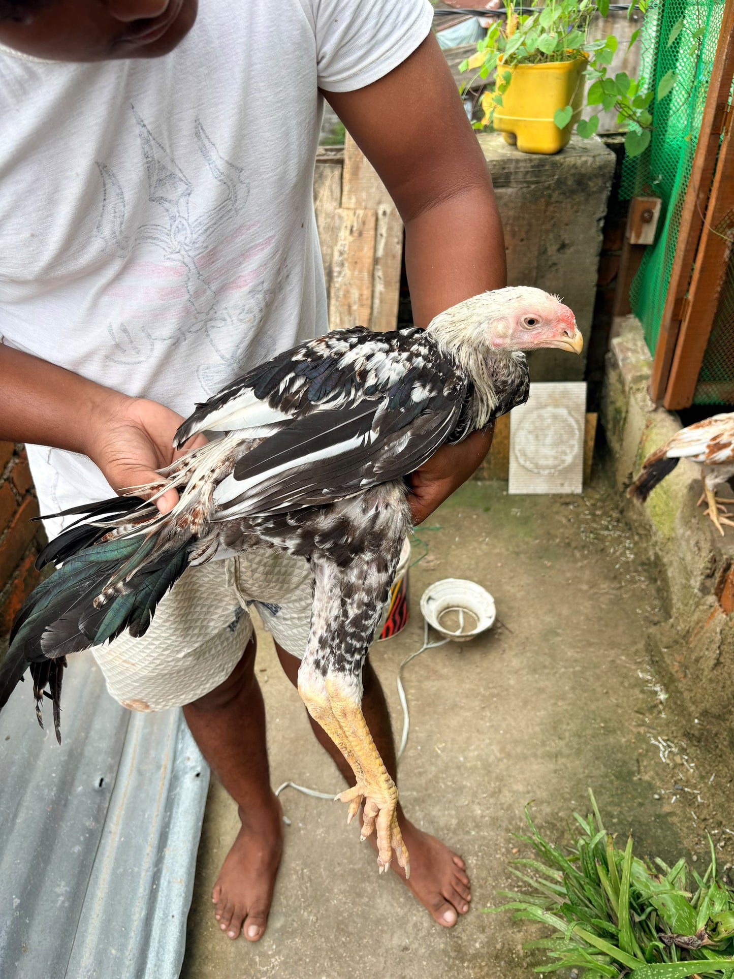 Parrot Beak Aseel murga - 4 Month