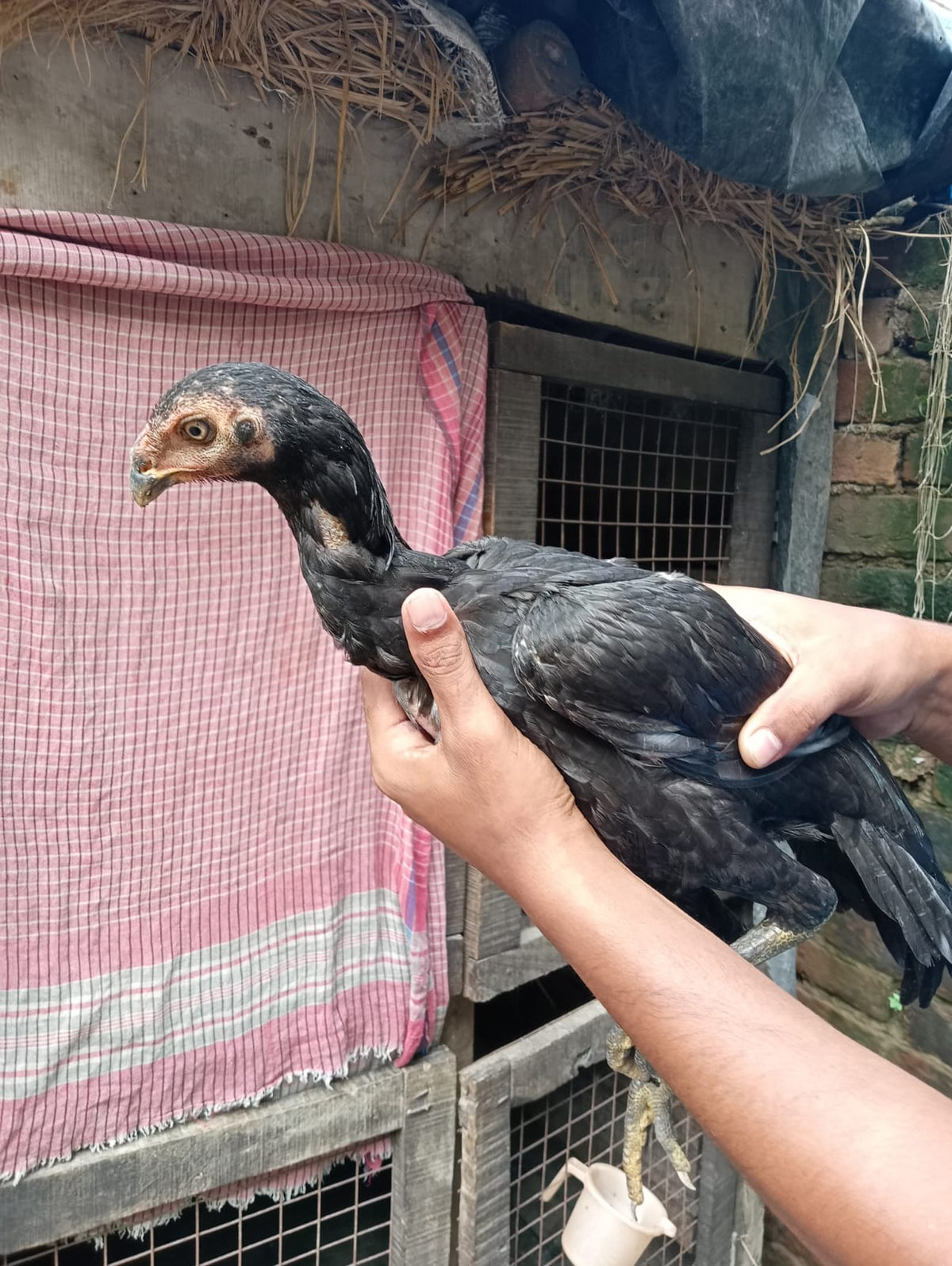 Aseel Cross Virgin Female - 5 Month Age