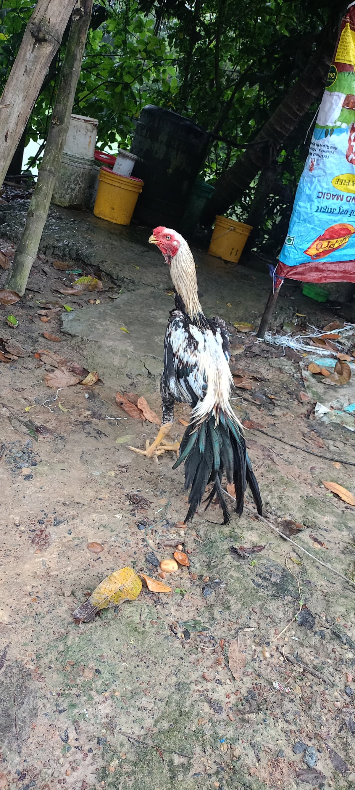 🌹💯👍 Top quality Parrot big long tall Male 👍 as 7manth 🦜👍 body weight 3kg 👍🌹🏋️‍♂️🏋️‍♂️ for sale available 🚍📞☎️ Rs 5000/-