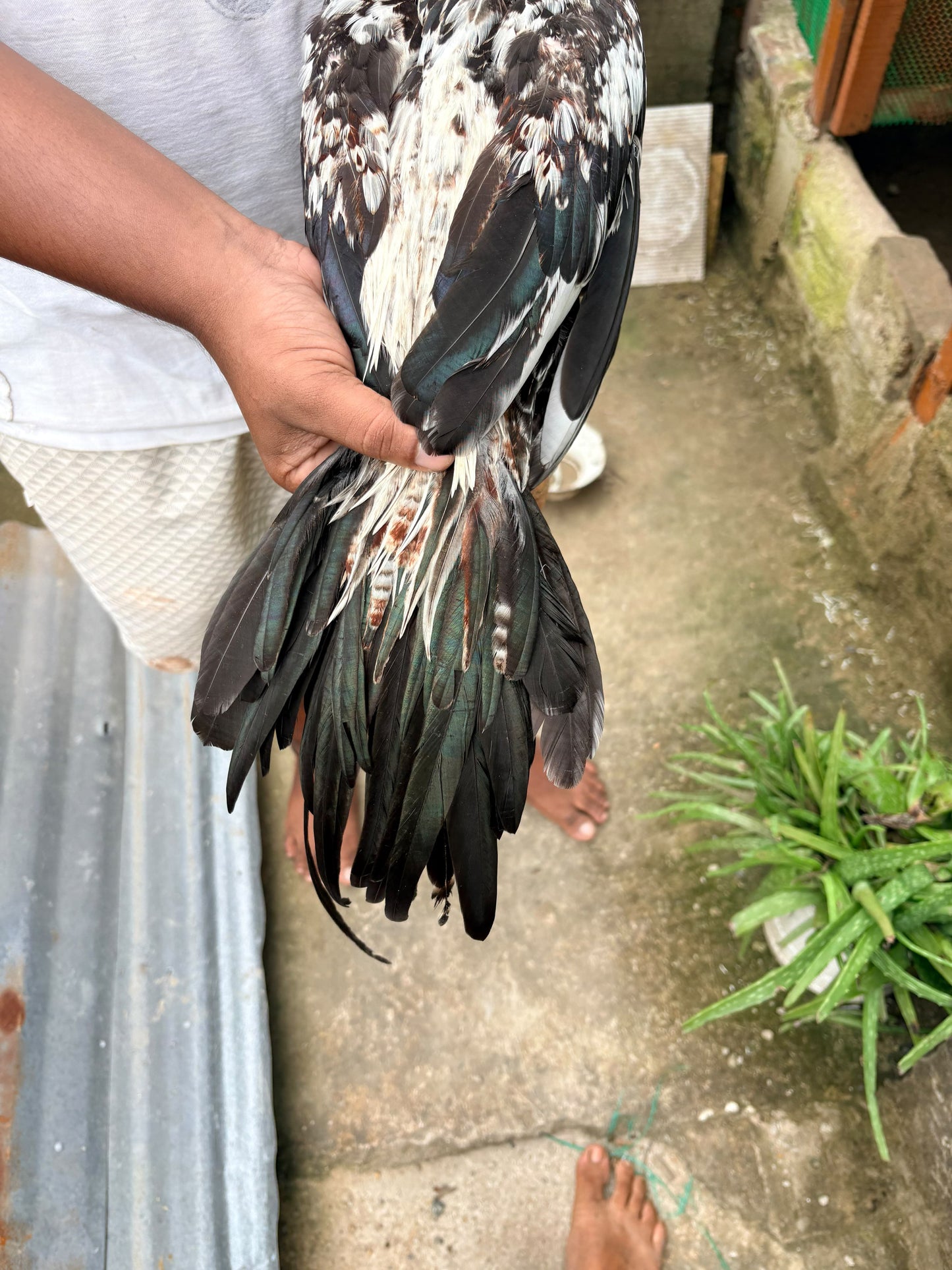 Parrot Beak Aseel murga - 4 Month