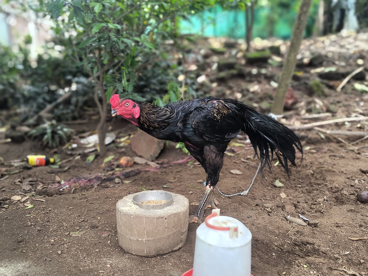বাছাই করা ঠোঁট মেজাজ লেজ তামিল যোদ্ধা