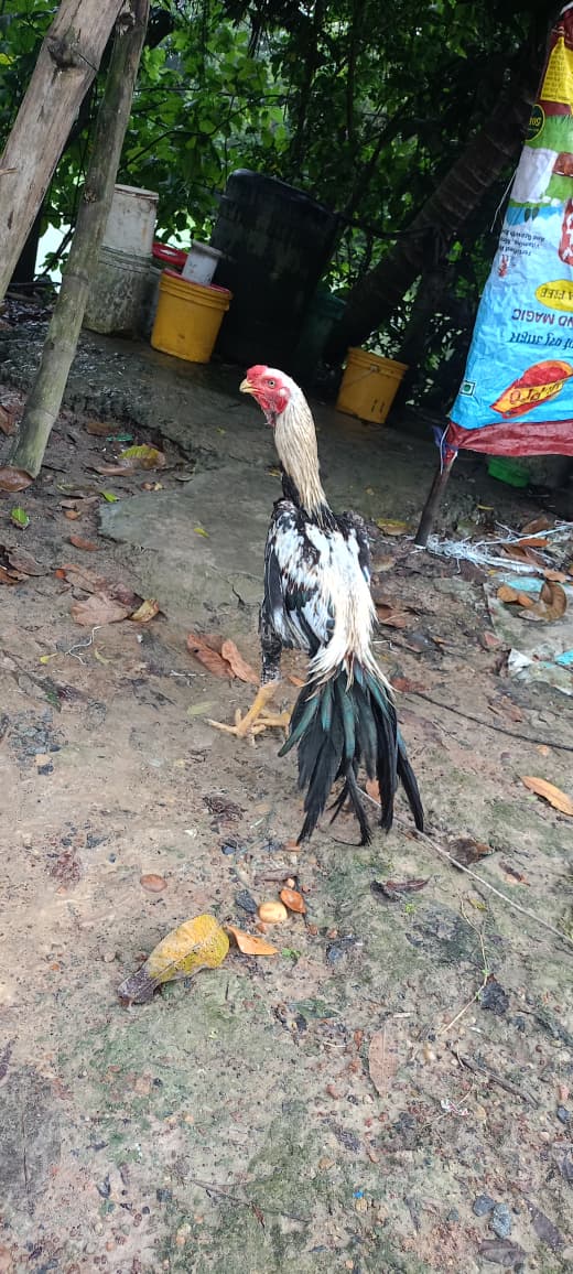 🌹💯👍 Top quality Parrot big long tall Male 👍 as 7manth 🦜👍 body weight 3kg 👍🌹🏋️‍♂️🏋️‍♂️ for sale available 🚍📞☎️ Rs 5000/-