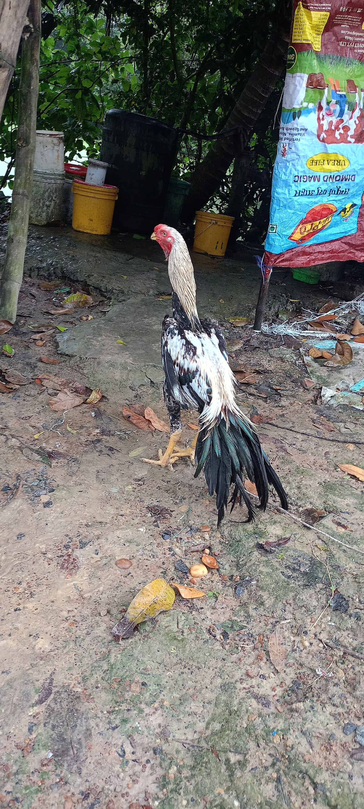 🌹💯👍 Top quality Parrot big long tall Male 👍 as 7manth 🦜👍 body weight 3kg 👍🌹🏋️‍♂️🏋️‍♂️ for sale available 🚍📞☎️ Rs 5000/-