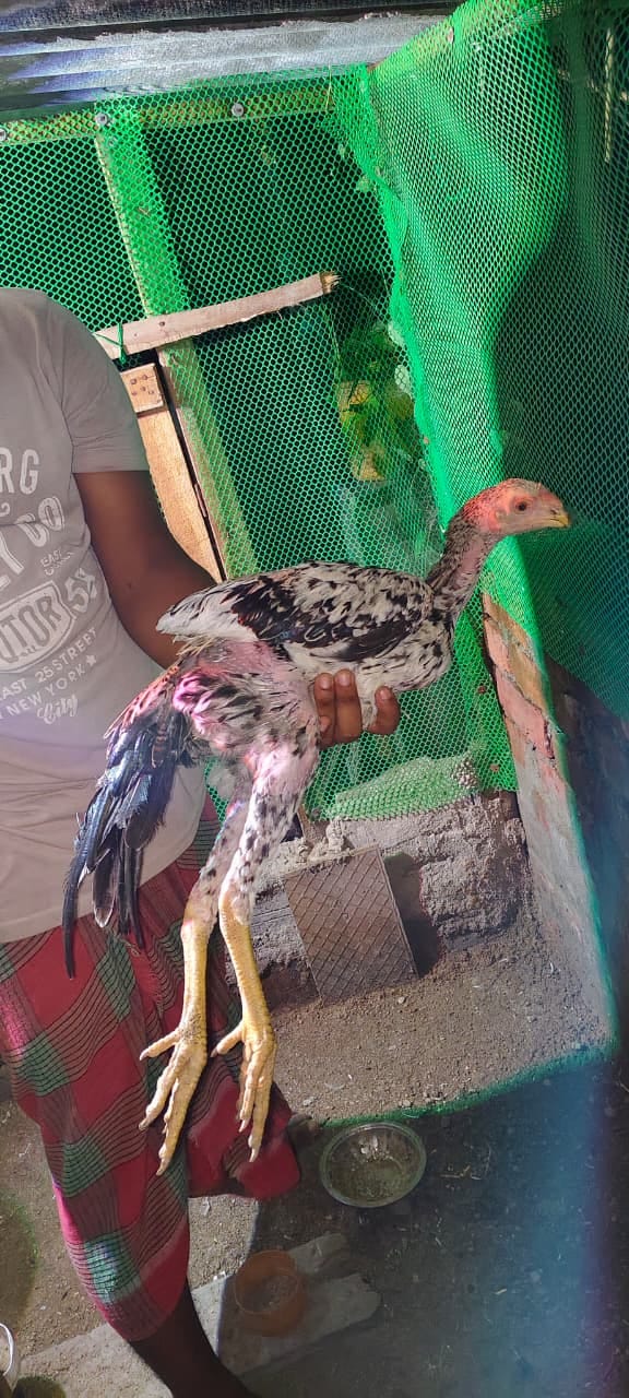 Parrot Beak Aseel murga - 4 Month
