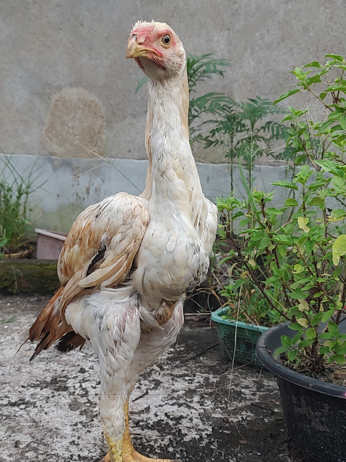 5kg+ Future body weight shamo bloodline aasel male .
