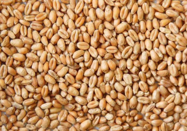 Premium Wheat (গম) – Poultry Feed & Bird Grain