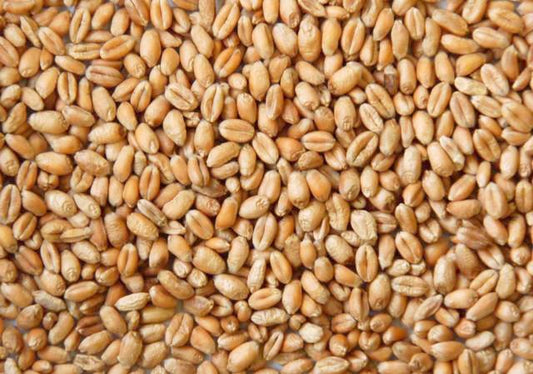 Premium Wheat (গম) – Poultry Feed & Bird Grain